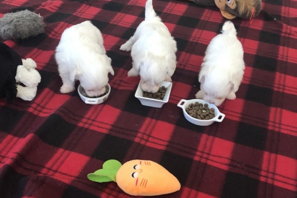 Ogłoszenie - śliczne miniaturowe maltańczyki do adopcji,,,,.......ff. Zdjęcie 3