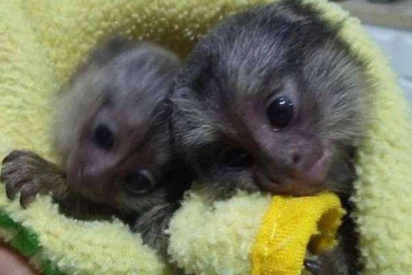 Ogłoszenie - Urocze młode marmozety na sprzedaż. Zdjęcie 1