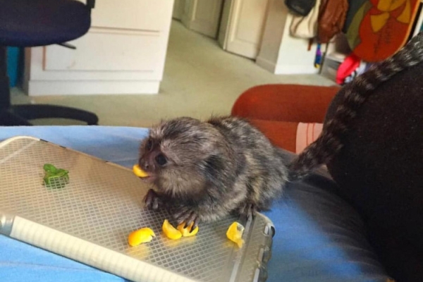 Ogłoszenie - Marmozety szukają nowego domu. Zdjęcie 1
