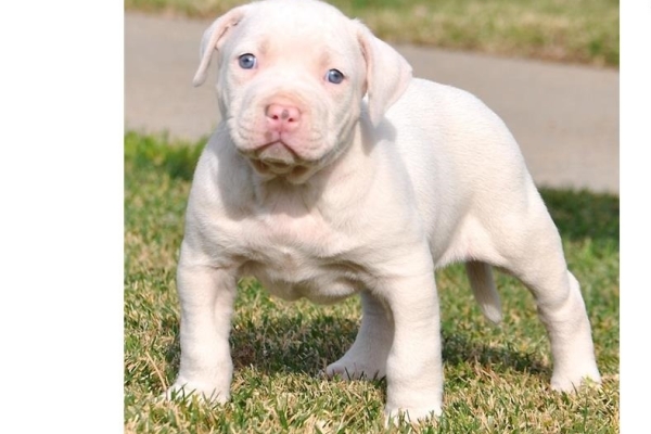 Ogłoszenie - 5 szczeniąt rasy American Pitbull czekających na nowe domy z pełną dokumentacją.. Zdjęcie 2