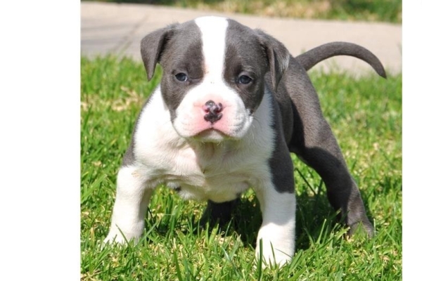 Ogłoszenie - 5 szczeniąt rasy American Pitbull czekających na nowe domy z pełną dokumentacją.. Zdjęcie 3