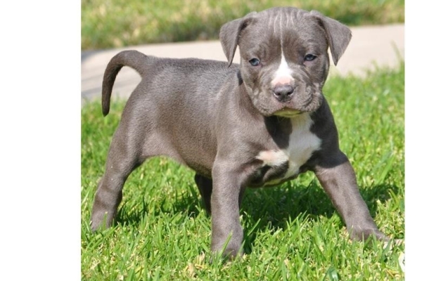 Ogłoszenie - 5 szczeniąt rasy American Pitbull czekających na nowe domy z pełną dokumentacją.. Zdjęcie 4