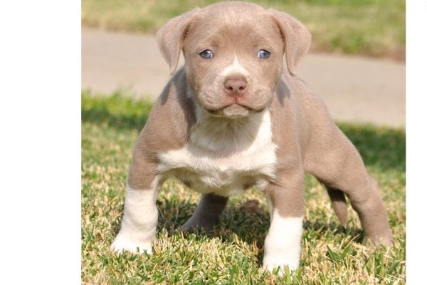 Ogłoszenie - 5 szczeniąt rasy American Pitbull czekających na nowe domy z pełną dokumentacją.. Zdjęcie 5
