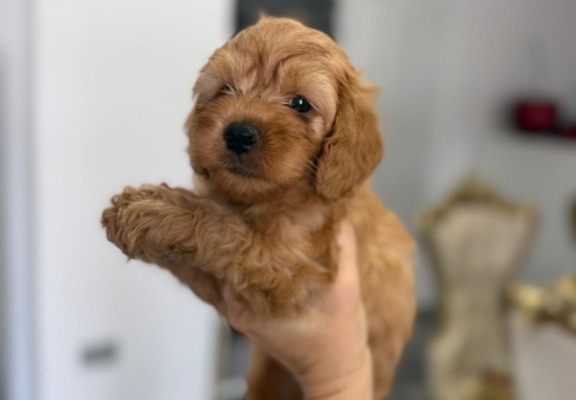 Ogłoszenie - Goldendoodle Piękne Szczenięta. Zdjęcie 1