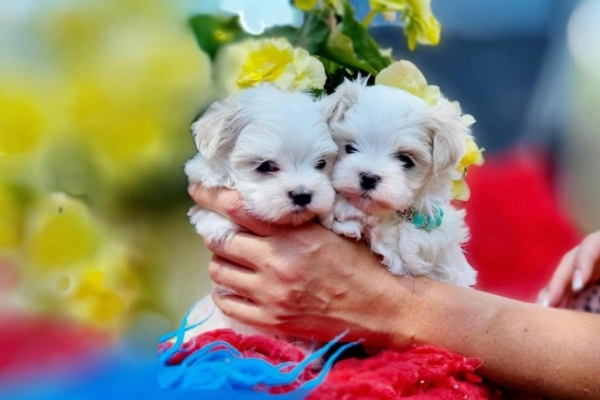 Ogłoszenie - śliczne miniaturowe maltańczyki do adopcji(((((())))). Zdjęcie 3