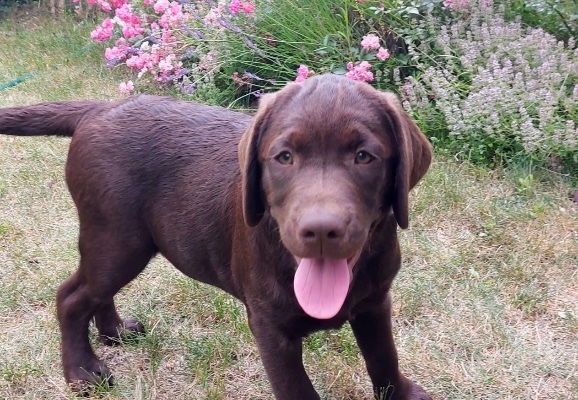Ogłoszenie - Labrador Czekoladowy szczenię. Zdjęcie 4