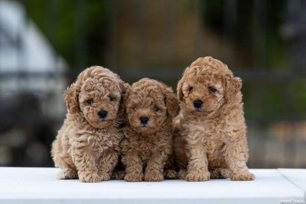 Ogłoszenie - Toy Poodle – szczenięta. Zdjęcie 2