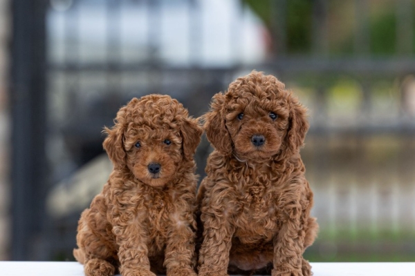 Ogłoszenie - Toy Poodle – szczenięta. Zdjęcie 3