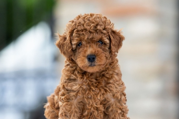 Ogłoszenie - Toy Poodle – szczenięta. Zdjęcie 1