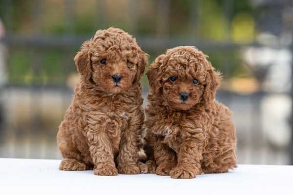 Ogłoszenie - Toy Poodle – szczenięta. Zdjęcie 5