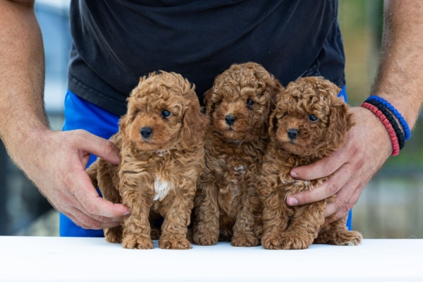 Ogłoszenie - Toy Poodle – szczenięta. Zdjęcie 6