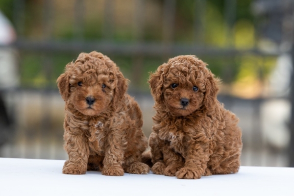 Ogłoszenie - Toy Poodle – szczenięta. Zdjęcie 4