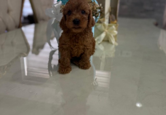 Ogłoszenie - Goldendoodle Piękne Szczenięta. Zdjęcie 2