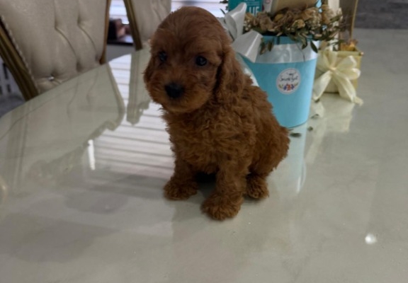 Ogłoszenie - Goldendoodle Piękne Szczenięta. Zdjęcie 5