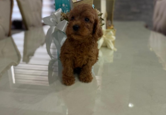 Ogłoszenie - Goldendoodle Piękne Szczenięta. Zdjęcie 3