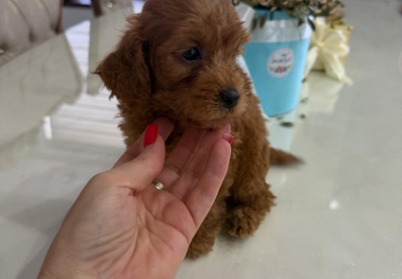 Ogłoszenie - Goldendoodle Piękne Szczenięta. Zdjęcie 7