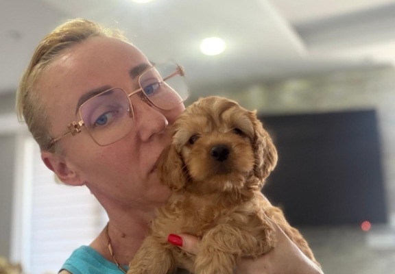 Ogłoszenie - Goldendoodle Piękne Szczenięta. Zdjęcie 9