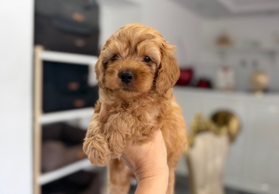 Ogłoszenie - Goldendoodle Piękne Szczenięta. Zdjęcie 4