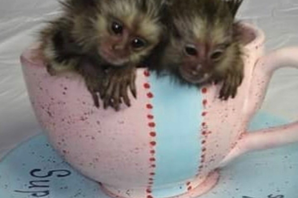 Ogłoszenie - Dostępne są wyjątkowe małpy marmozety karłowatej. Zdjęcie 1