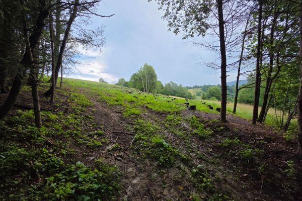 Ogłoszenie - Działka BUDOWLANA – 28 arów, Bieszczady, Bóbrka, k. SOLINA. Zdjęcie 5