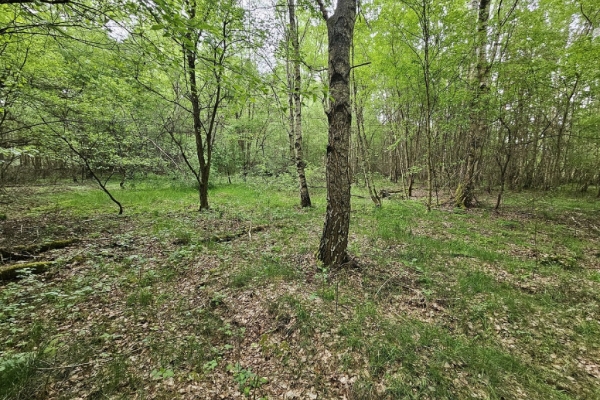 Ogłoszenie - Działka inwestycyjna (3012 met) okolice Wrocławia (Ostrowina). Zdjęcie 2