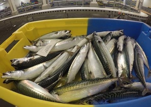Ogłoszenie - Wholesale Frozen Atlantic Mackerel for Sale. Zdjęcie 1