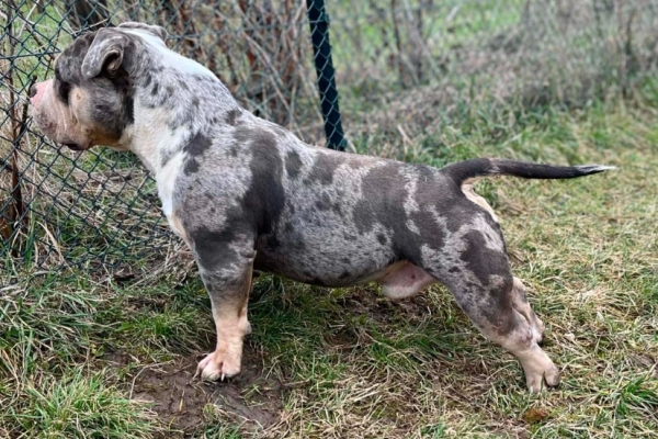 Ogłoszenie - American Bully Pocket – samiec i samica na sprzedaż. Zdjęcie 3