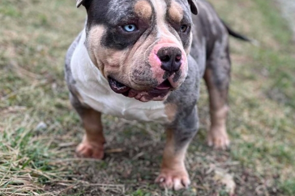 Ogłoszenie - American Bully Pocket – samiec i samica na sprzedaż. Zdjęcie 1