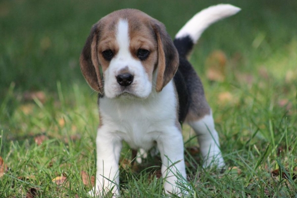 Ogłoszenie - Beagle szczeniaczki ZKwP FCI po Championie. Zdjęcie 9