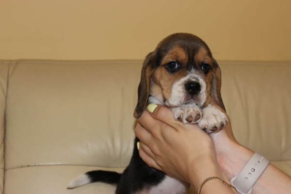 Ogłoszenie - Beagle szczeniaczki ZKwP FCI po Championie. Zdjęcie 3