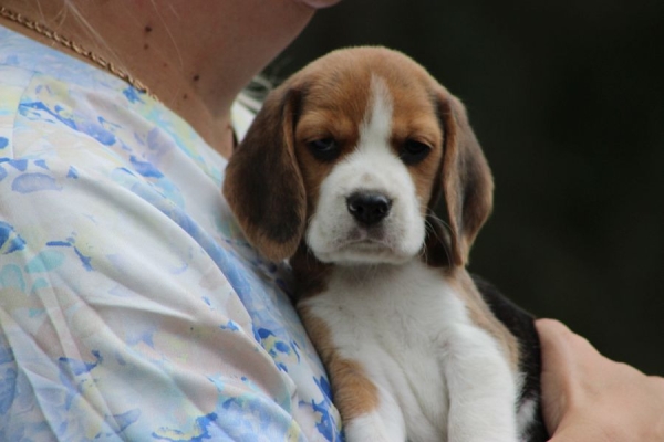 Ogłoszenie - Beagle szczeniaczki ZKwP FCI po Championie. Zdjęcie 4