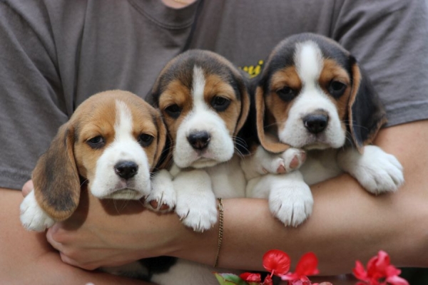 Ogłoszenie - Beagle szczeniaczki ZKwP FCI po Championie. Zdjęcie 6