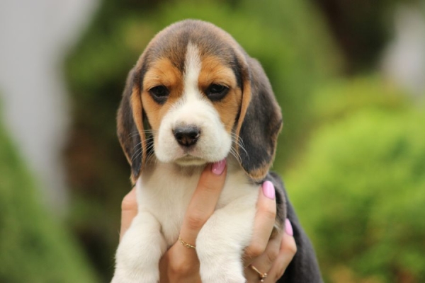 Ogłoszenie - Beagle szczeniaczki ZKwP FCI po Championie. Zdjęcie 2