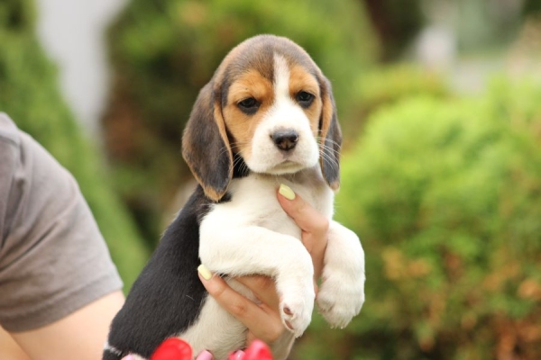 Ogłoszenie - Beagle szczeniaczki ZKwP FCI po Championie. Zdjęcie 8
