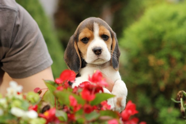 Ogłoszenie - Beagle szczeniaczki ZKwP FCI po Championie. Zdjęcie 7