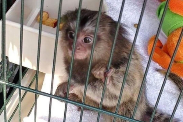 Ogłoszenie - Wspaniałe marmozety szukają nowego domu. Zdjęcie 1