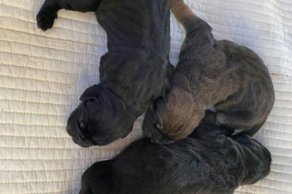 Ogłoszenie - Penki žavingi 3 mėnesių amžiaus cane corso šuniukai pasiruošę rasti savo amžinus namus. Zdjęcie 1