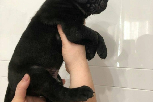 Ogłoszenie - cane corso šuniukai pasiruošę. Zdjęcie 1