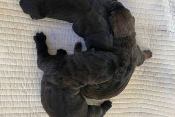 Ogłoszenie - Penki žavingi 3 mėnesių amžiaus cane corso šuniukai pasiruošę rasti savo amžinus namus. Zdjęcie 1