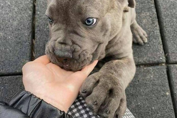 Ogłoszenie - Ieškote naujo pūkuoto šeimos nario – cane corso šuniukai pasiruošę. Zdjęcie 1