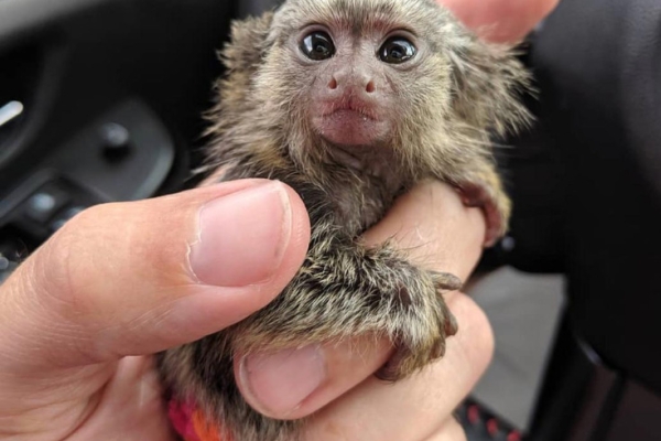 Ogłoszenie - Na sprzedaż dwie młode marmozety karłowate. Zdjęcie 1