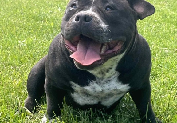Ogłoszenie - American Bully Pocket – samiec i samica na sprzedaż. Zdjęcie 2