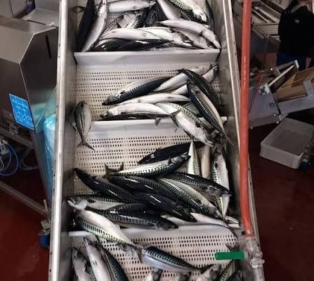 Ogłoszenie - Wholesale Frozen Atlantic Mackerel for Sale. Zdjęcie 2