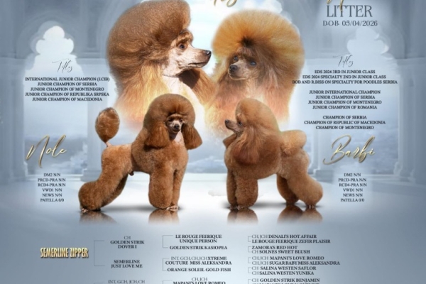 Ogłoszenie - Toy pudel – piękne szczenięta. Zdjęcie 2