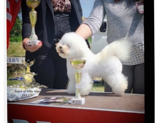 Ogłoszenie - Bichon Frise – piękne szczenięta. Zdjęcie 1