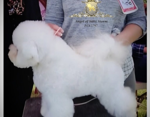 Ogłoszenie - Bichon Frise – piękne szczenięta. Zdjęcie 2