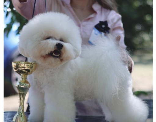 Ogłoszenie - Bichon Frise – piękne szczenięta. Zdjęcie 3