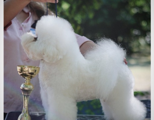 Ogłoszenie - Bichon Frise – piękne szczenięta. Zdjęcie 4