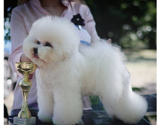 Ogłoszenie - Bichon Frise – piękne szczenięta. Zdjęcie 5