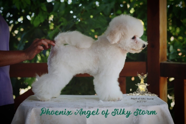 Ogłoszenie - Bichon Frise – piękne szczenięta. Zdjęcie 9